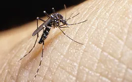 Brazil phát hiện chủng mới của virus Zika