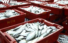 Bến cá Nghi Thủy nhộn nhịp lúc bình minh