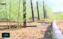 Ninh Thuận: Tiết kiệm nước "giải cứu" cho vùng đất khô hạn