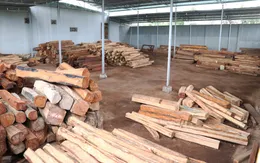 Phát hiện vụ vận chuyển, tàng trữ gỗ trái phép quy mô lớn ở Gia Lai