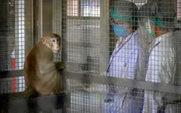 Thái Lan thử nghiệm mẫu vaccine mRNA trên khỉ đuôi ngắn