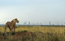 Động thực vật đang tuyệt chủng với tốc độ kỷ lục