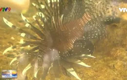 Cá mao tiên - "Nữ hoàng của biển cả"