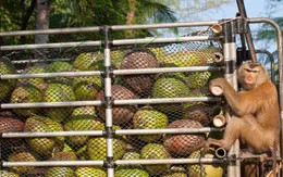 Hé lộ bí mật kinh hoàng của dầu dừa đối với môi trường