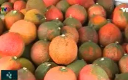 Cần tăng tốc trong cuộc đua dược liệu