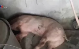 Bạc Liêu: Xuất hiện 2 ổ dịch tả heo châu Phi