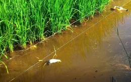 Hai người tử vong nghi do dùng điện bẫy chuột