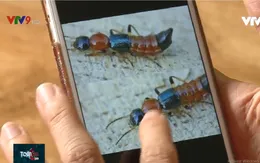 Kiến ba khoang bùng phát tại khu dân cư