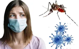 Nghiên cứu phát hiện muỗi không thể lây truyền virus SARS-CoV-2 sang người