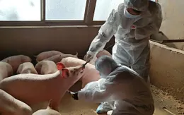 Phát hiện chủng virus corona mới trên lợn có thể lây sang người