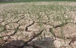 Gần 55.000 ha cây trồng ở Trung Bộ bị thiếu nước