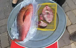 Vũng Tàu: 14 trường hợp nghi ngộ độc sau khi ăn cá hồng