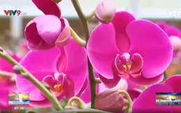 Ngắm sắc lan Đà Lạt