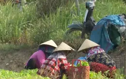 Nắng hạn, người nông dân phải lấy tiền bán rau bù tiền điện