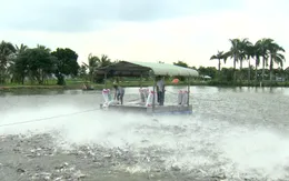 Giải pháp nào cho ngành hàng cá tra thời Covid?