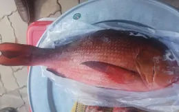 Bà Rịa - Vũng Tàu: 23 người ở nhập viện sau khi ăn cá hồng, đâu là nguyên nhân?