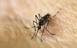 Israel phát hiện muỗi nhiễm virus Tây sông Nile chết người