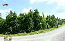 Trà Vinh: Niềm vui có đường giao thông của người dân xứ cù lao