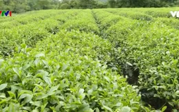 Hàng nghìn ha cây trồng hồi phục sau mưa