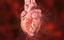 Virus SARS-CoV-2 có thể gây tổn thương nghiêm trọng tới cơ tim