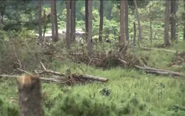 Mất rừng - thủ phạm là… thời gian?