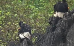 Bảo tồn khẩn cấp loài voọc mông trắng tại rừng Kim Bảng