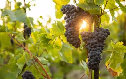 Nỗi lo được mùa mất giá của người trồng nho ở Iraq