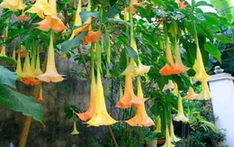 Ăn nhầm ngọn hoa chuông xào, 10 người bị ngộ độc