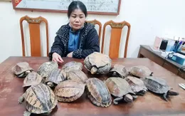 Phát hiện, thu giữ 15 cá thể rùa không có giấy tờ, chứng minh nguồn gốc