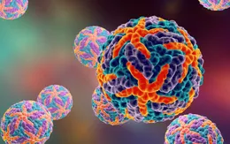 Phát hiện kháng thể ngăn chặn sự lây lan của virus sốt xuất huyết