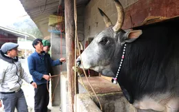 Gần 100 con gia súc ở Sơn La bị chết do giá rét