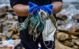 Sự sống hoang dã đối mặt với hiểm họa từ những chiếc khẩu trang dùng một lần