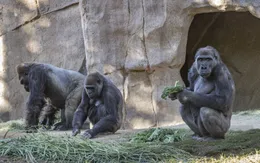 Gorilla tại sở thú San Diego dương tính với SARS-CoV-2