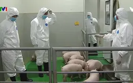 Đến quý II/2021, sẽ có vaccine ngừa dịch tả lợn châu Phi