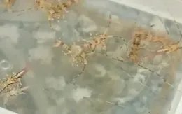 Ngư dân phấn khởi vì được mùa tôm hùm giống