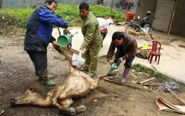 Hàng trăm gia súc chết do giá rét ở Nghệ An