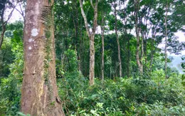 Bán tín chỉ carbon, Việt Nam có thể thu về hàng trăm triệu USD