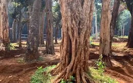 Cây cổ thụ về xuôi - Thú chơi "tận diệt" núi rừng