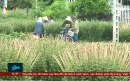 Vụ hoa Tết: Nông dân xoay xở trước khó khăn do Covid