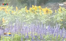 Khám phá cánh đồng hoa rộng hơn 1ha tại TP.HCM