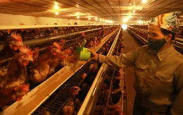 Ngành chăn nuôi lao đao vì thua lỗ