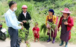 Hà Giang tăng cường truyền thông phòng chống ngộ độc thực phẩm tại các xã có nguy cơ cao