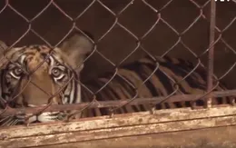 Nghệ An: Liên tiếp bắt giữ nhiều vụ nuôi nhốt hổ trái phép