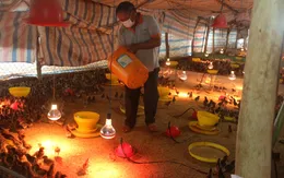 Giá thức ăn tăng 9 lần: Ngành chăn nuôi xoay xở tìm nguyên liệu