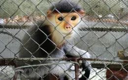 Khẩn trương điều tra vụ 5 cá thể voọc chà vá chân xám quý hiếm bị bắn chết