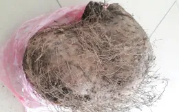 7 người ngộ độc sau khi ăn một loại củ rừng