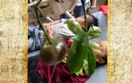 Gần 20 trẻ ngộ độc quả hồng châu, 1 bé tử vong