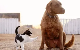 Chó và mèo, loài nào thông minh hơn?