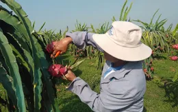 Thanh long Bình Thuận được cấp "giấy thông hành" vào Nhật Bản