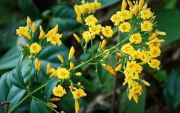 Bị mẹ mắng vì giành chơi game, 2 anh em ăn lá ngón tử vong